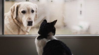 black and white cat watching adult yellow Labrador retriever on window